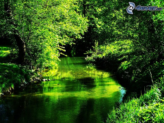 nature verte , ruisseau